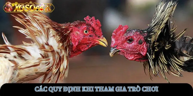 Các quy định khi tham gia