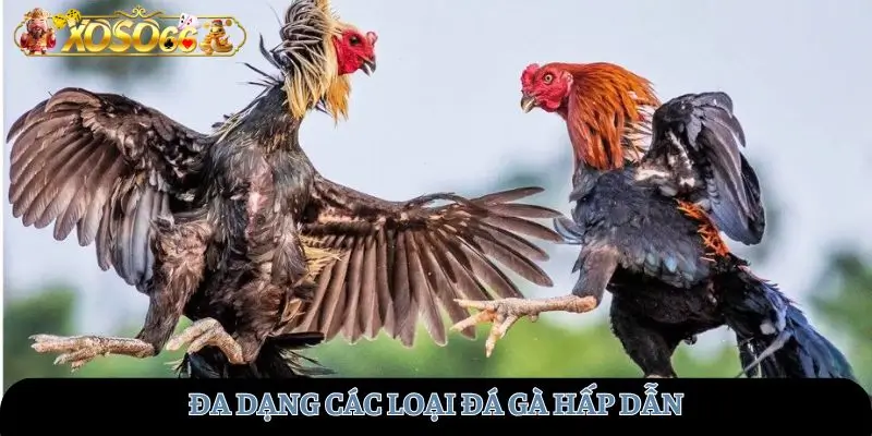 Đa dạng các loại đá gà hấp dẫn