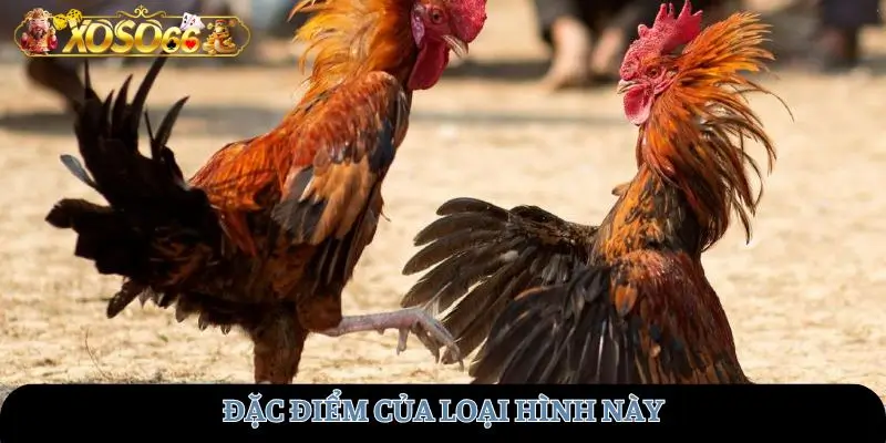 Đặc điểm của loại hình này