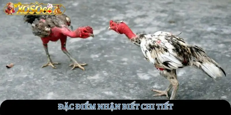 Đặc điểm nhận biết chi tiết