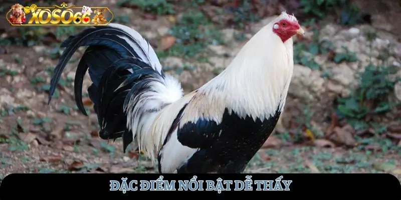 Đặc điểm nổi bật dễ thấy