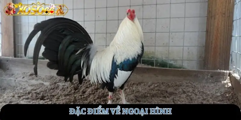 Đặc điểm về ngoại hình 