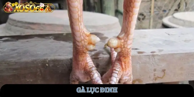 ga-luc-dinh