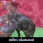 giong-ga-shamo
