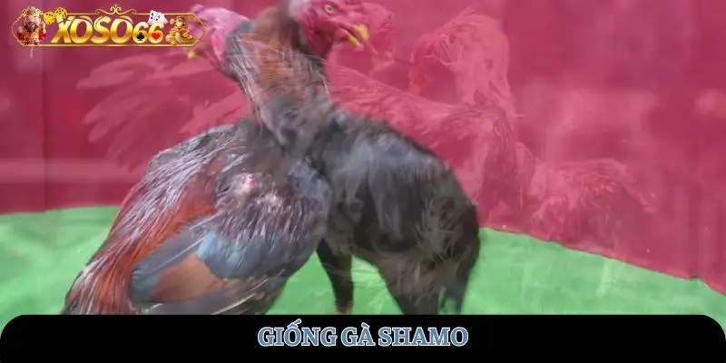 giong-ga-shamo