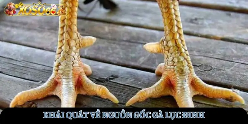 Khái quát về nguồn gốc loại này