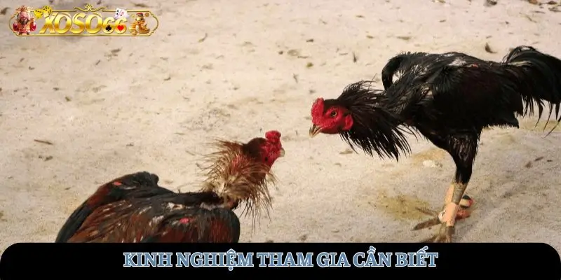 Kinh nghiệm tham gia cần biết