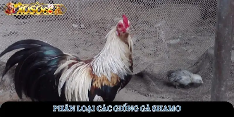 Phân loại các giống gà Shamo