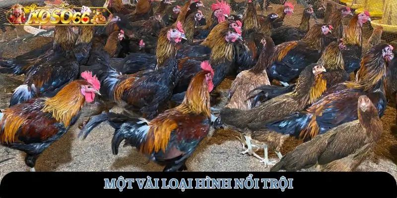 Một vài loại hình nổi trội